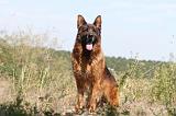BERGER ALLEMAND 139